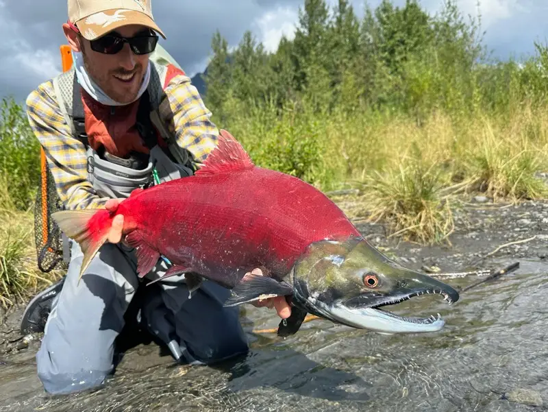 Sockeye Salmon Fishing Kenai Fly Fishing