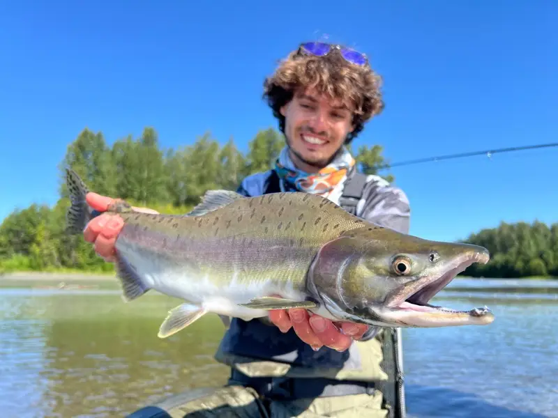 Pink Salmon Fly Fishing in Remote Alaska