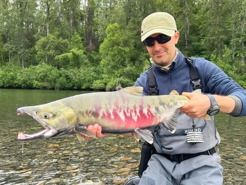 Chum Salmon Talkeetna Alaska Fly Fishing