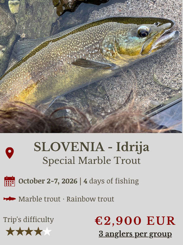 Fly Fishing Trip Marble Trout in Slovenia