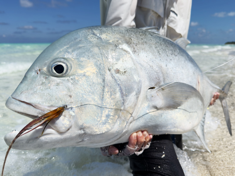 20kg Giant Trevally in Maldives Fly Fishing