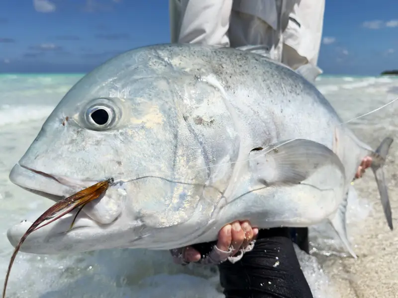 20kg Giant Trevally in Maldives Fly Fishing
