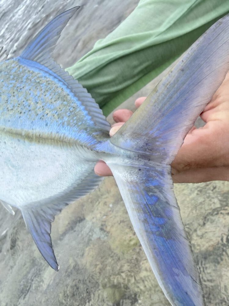 fly fishing maldives