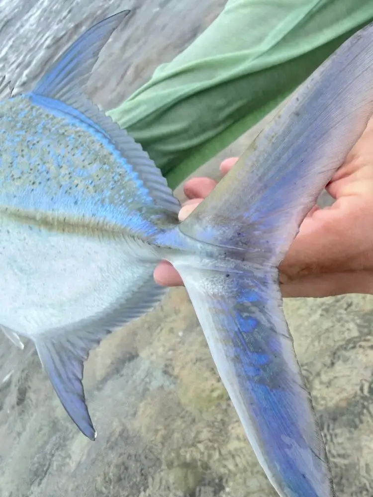 fly fishing maldives