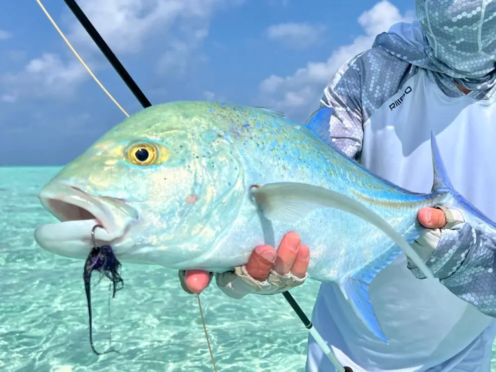 Fly Fishing Trip in the Maldives