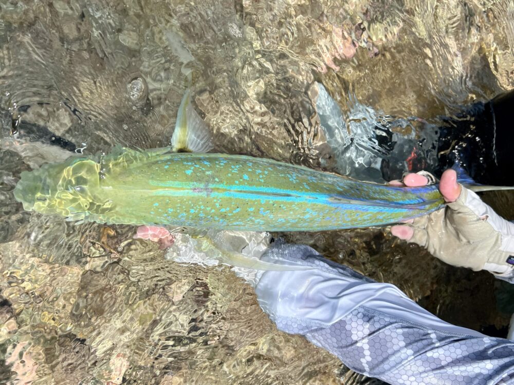 Bluefin trevally on the fly in Maldives