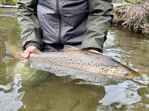 lake-run brown trout in Patagonian river, Tierra del Fuego