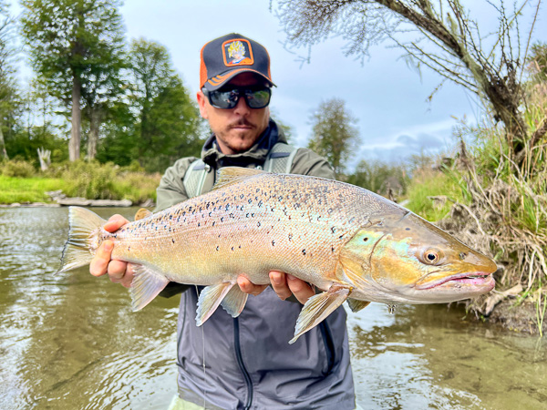 lake-run brown trout in Patagonian river, Tierra del Fuego