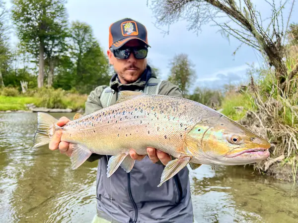 lake-run brown trout in Patagonian river, Tierra del Fuego