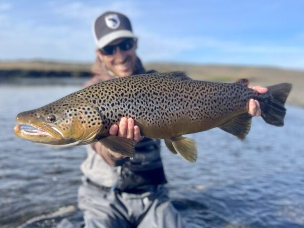 Monster Brown Trout from Tierra del Fuego Patagonia Argentina