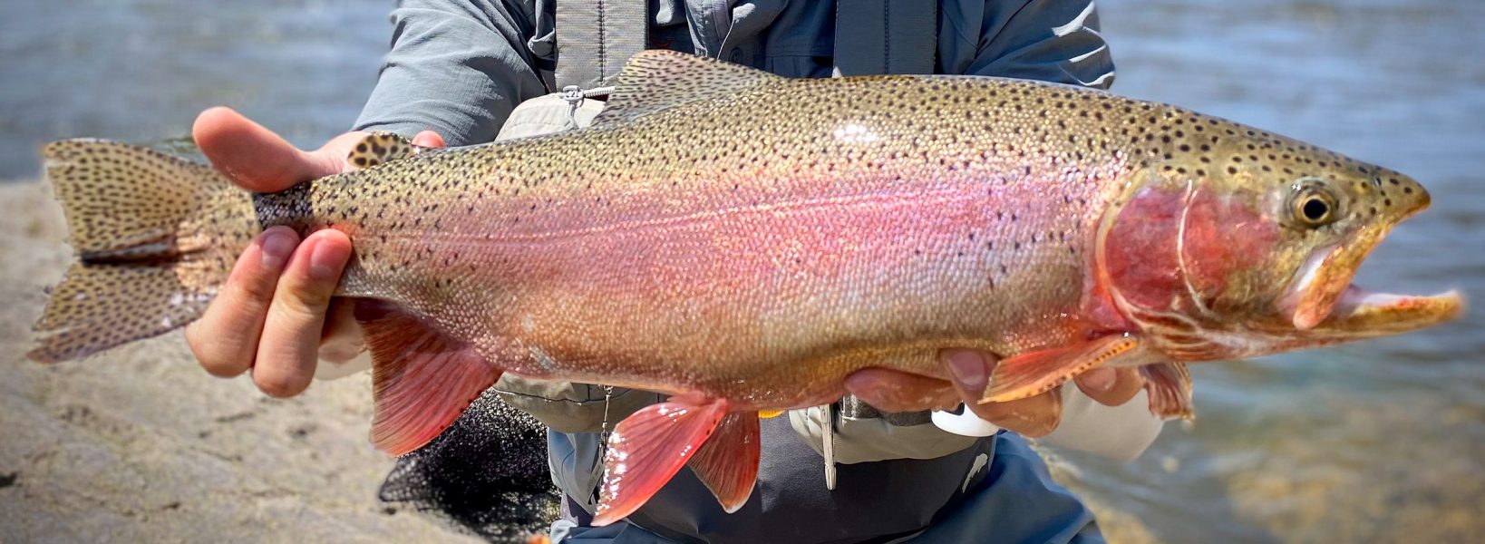 rainbow_wyoming_green